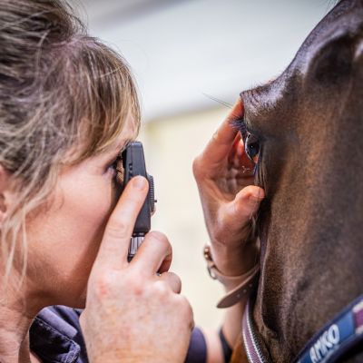 Vet examining horse eye