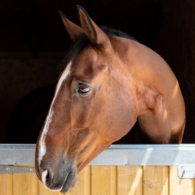 Horse head over stable door