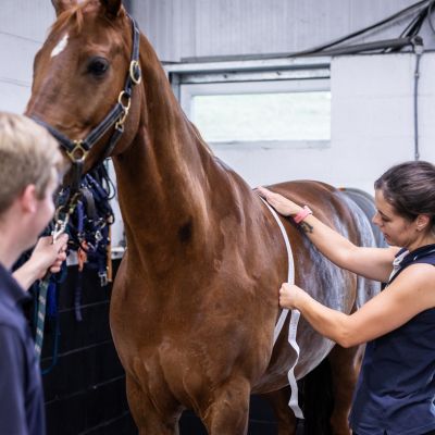 Vets measuring horse weight