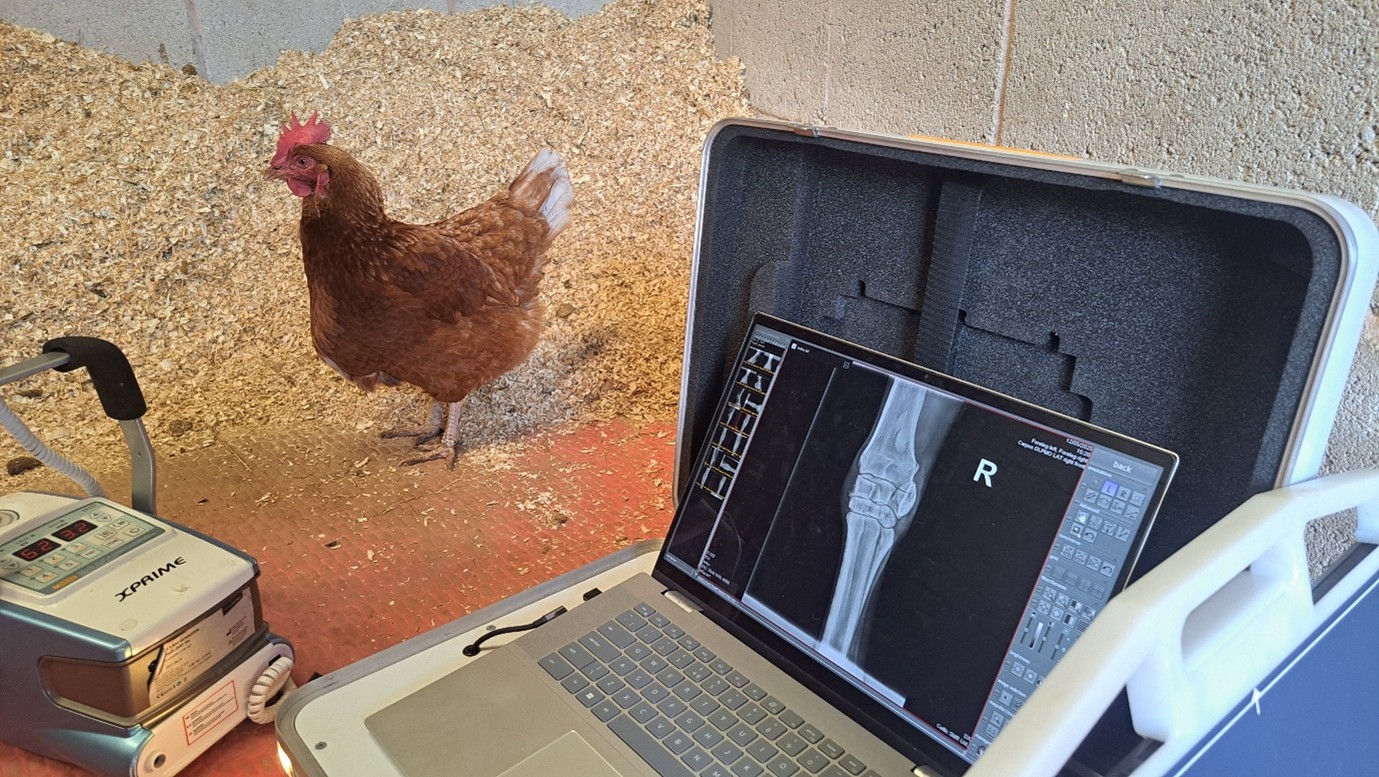 Chicken next to scan image