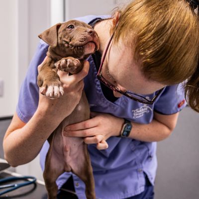 Vet Kate examining a puppy