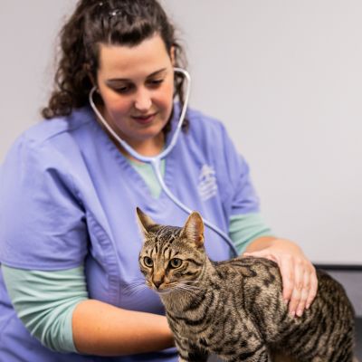 Vet Natalie examining a cat
