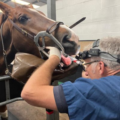 Horse having a routine dental