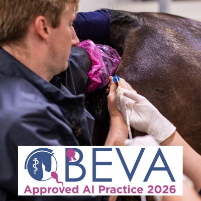 Horse having artificial insemination procedure