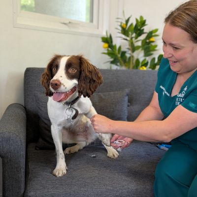 Nurse clipping a dog's nails