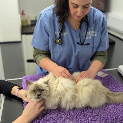 Cat having acupuncture