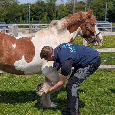Equine vet examining a horse's hoof