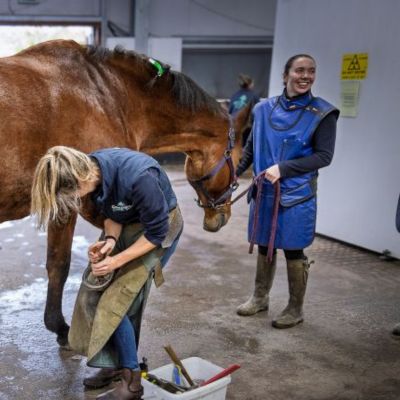 Horse having shoe removed for surgery