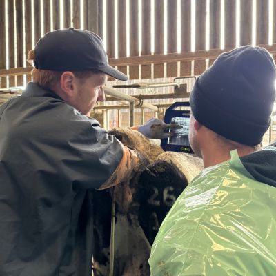 Vet Charlie practical demonstration on Artificial Insemination course
