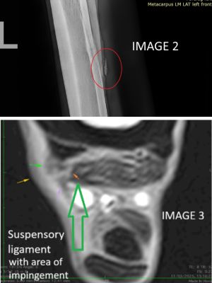 Horse Charlie's X-ray and MRI scan